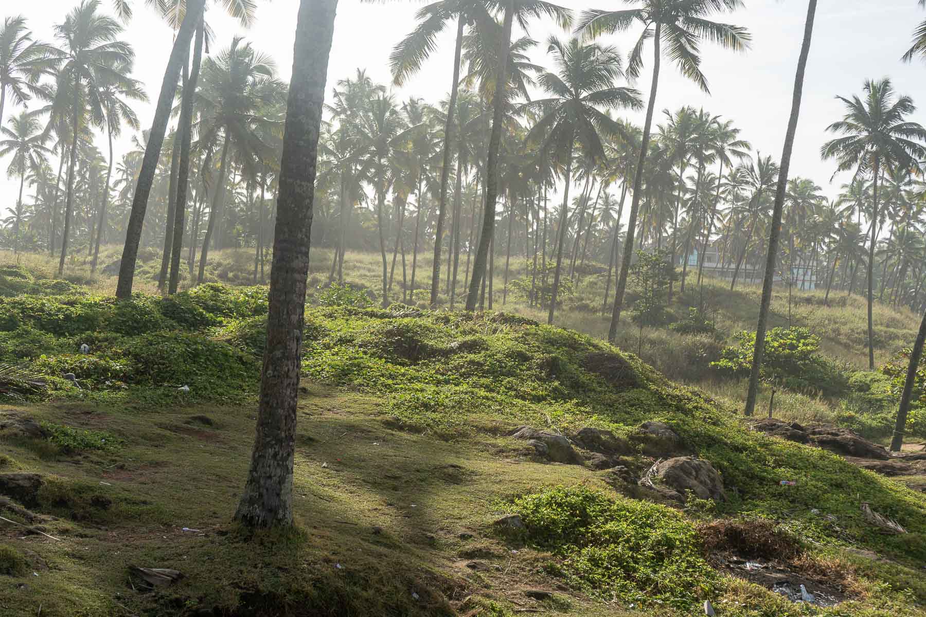 Cocounet trees in Grove beach kovalam -trivandrum,kerala