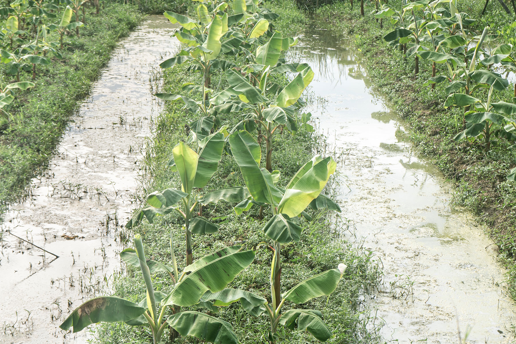 Banana plants in vellayani lake, trivandrum,Kerala,India