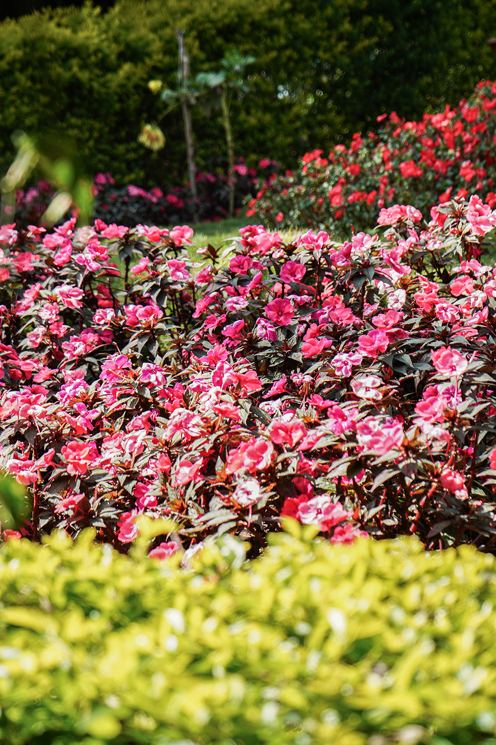 Botanical-garden - flowers-munnar-kerala-india-firstman.earth
