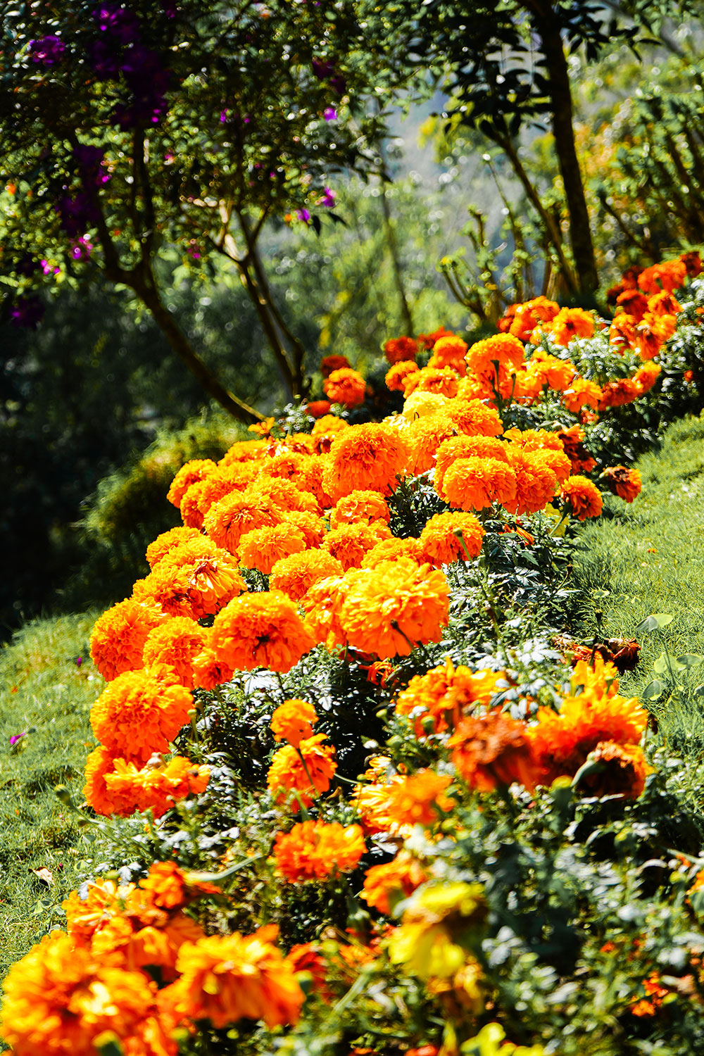 Botanical-garden-marigold-flower-Munnar-Kerala-India-firstman.earth