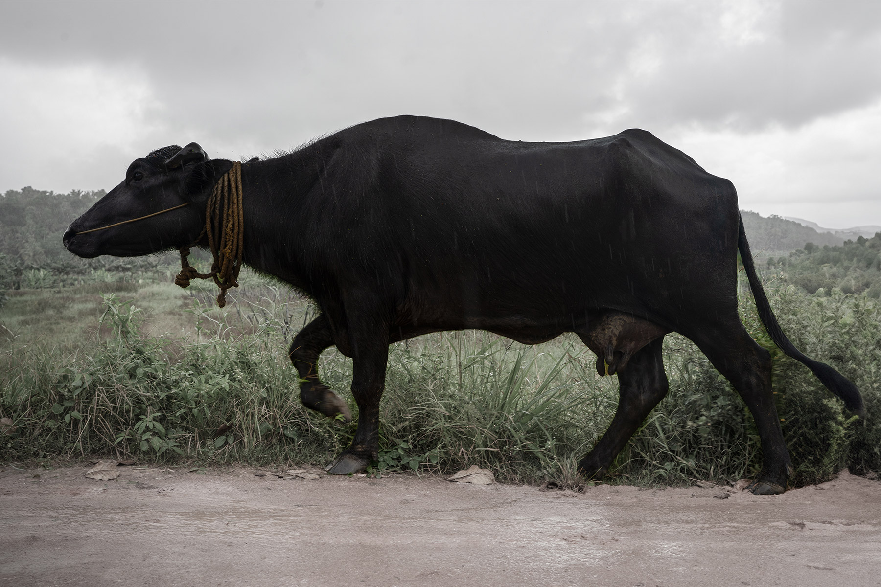 Buffalo walking in vellayani lake, trivandrum,Kerala,India