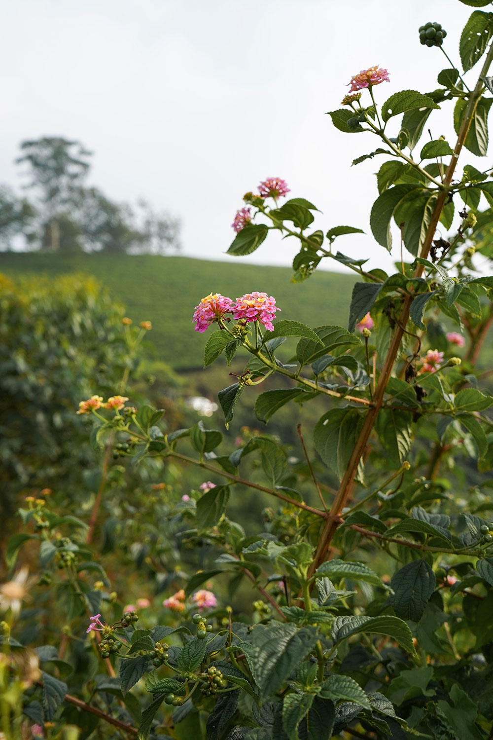 Eco-point-flowers-in-the-valley-munnar-kerala-india-firstman.earth