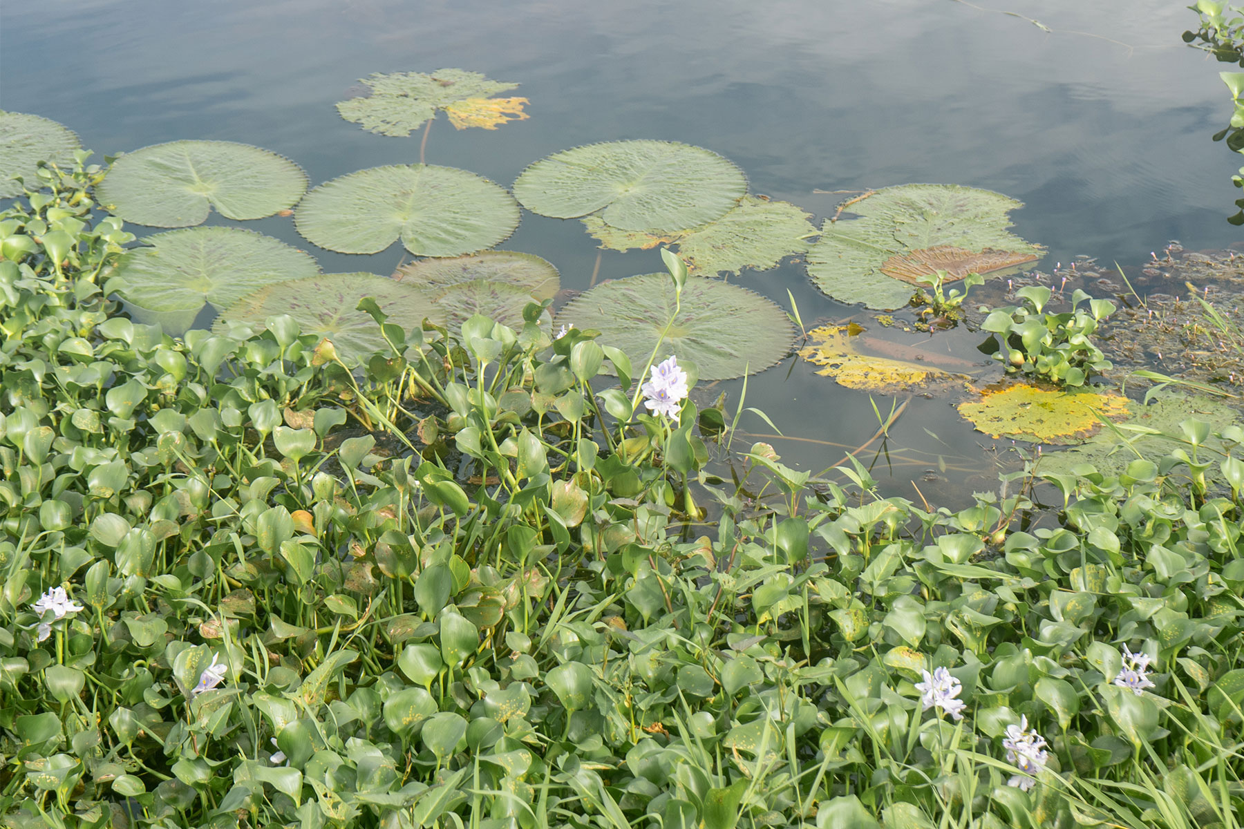 Flora and Funa vellayani lake, trivandrum,Kerala,India