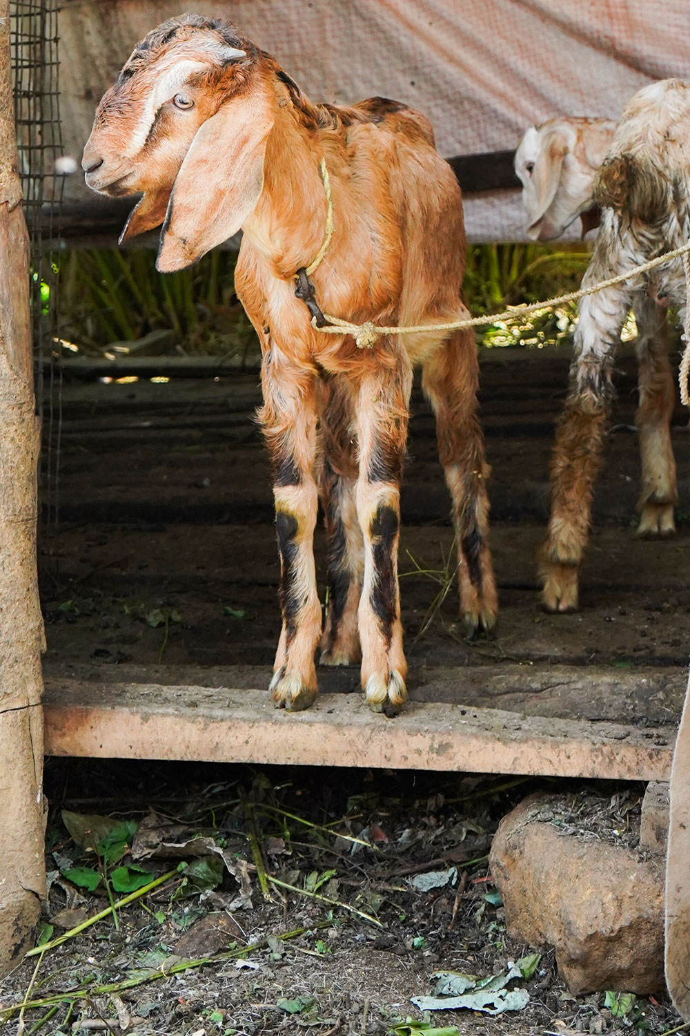 Goat-munnar-kerala-india-firstman.earth