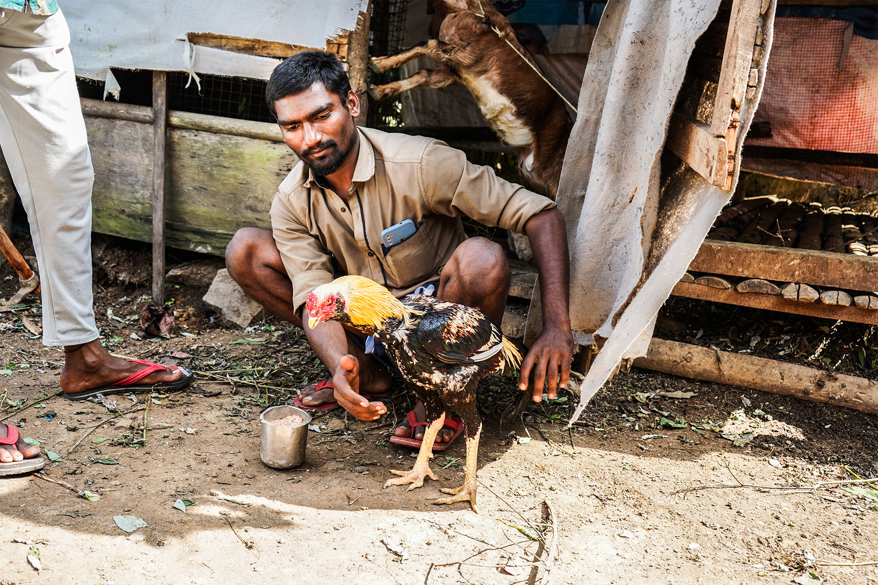 Hen-fight-trainer, munnar-kerala-india-firstman