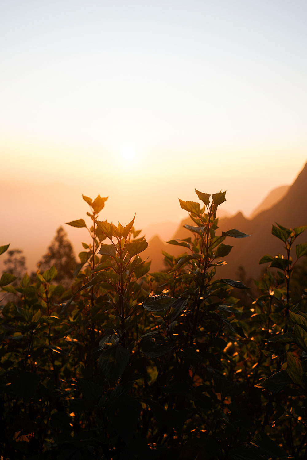Kolukkumali -sun-rise-point-with-plants-munnar-kerala-india-firstman.earth