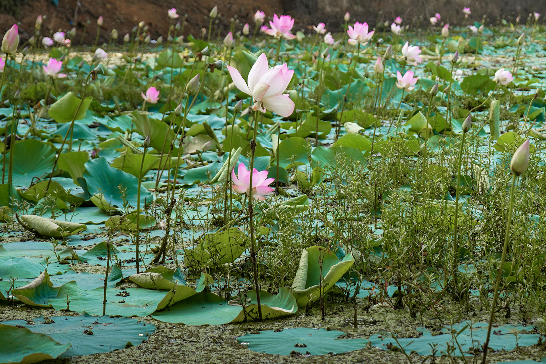 Lotus flowers in vellayani lake, trivandrum,Kerala,India