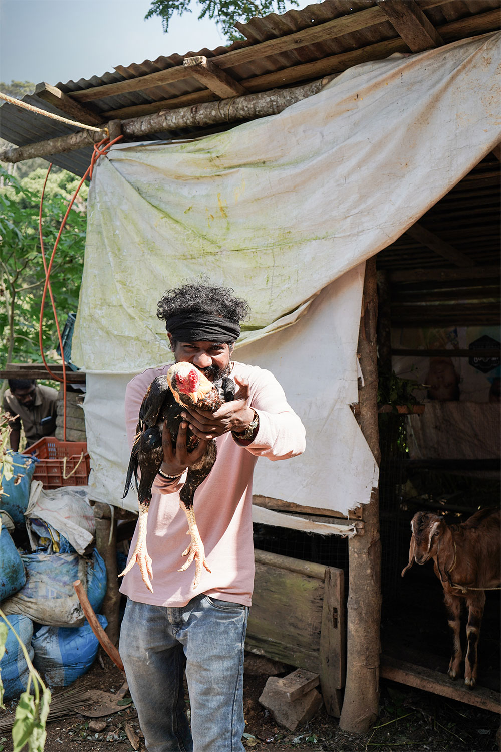 Men-holding-fighter-hen-munnar-kerala-india-firstman.earth