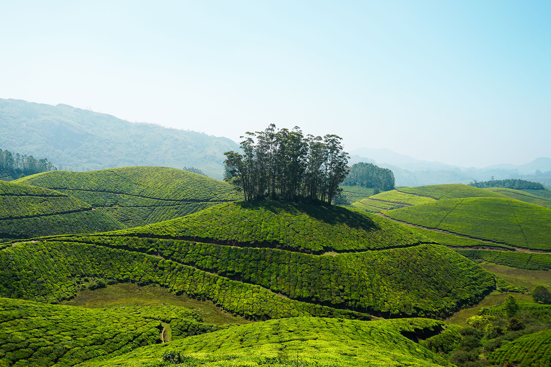 Munnar-tea-plantation-kannandevan-hills-munnar-kerala-india-fiestman.earth