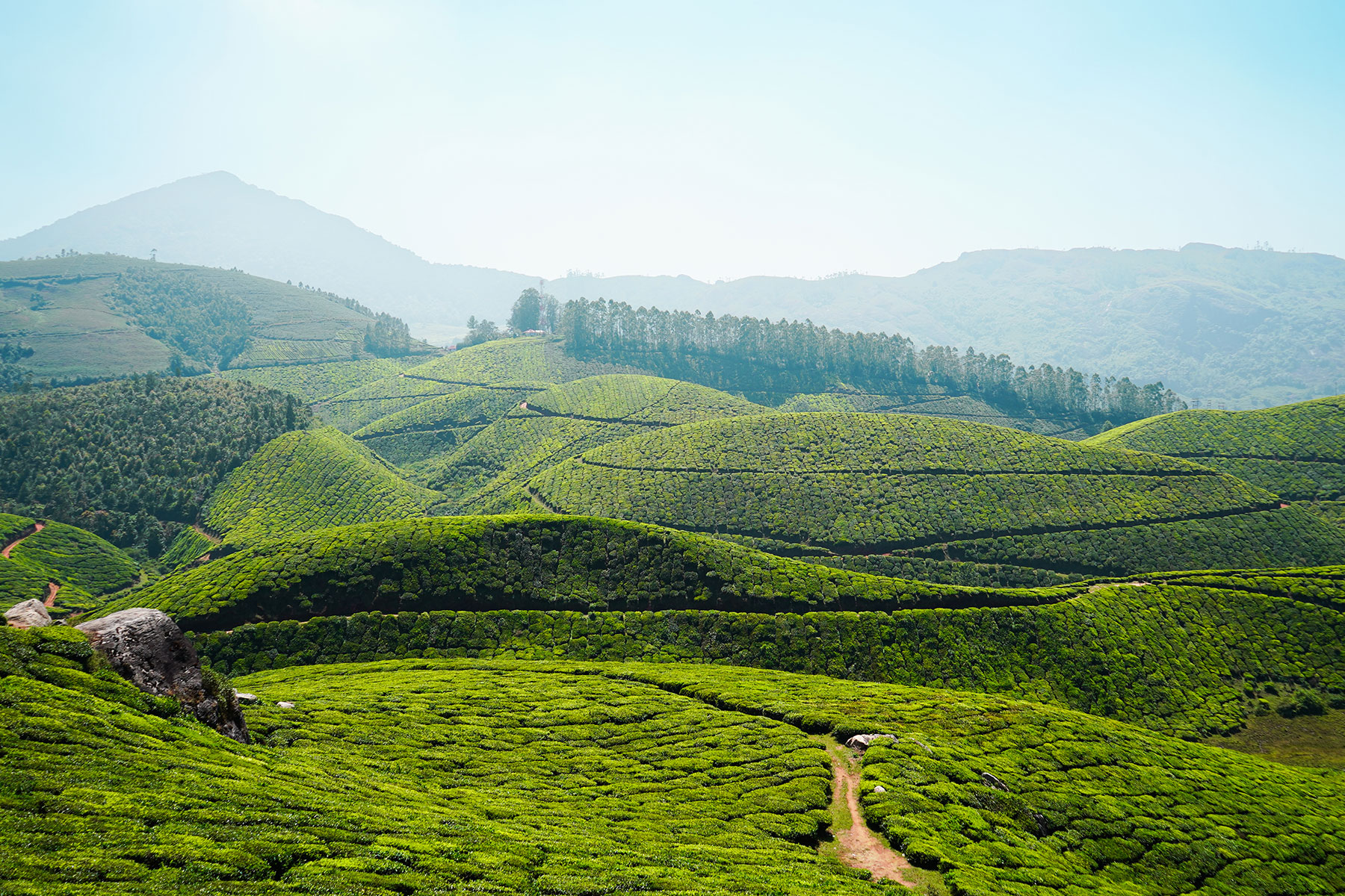 Munnar-tea-plantation-kannandevan-munnar-kerala-india-firstman.earth