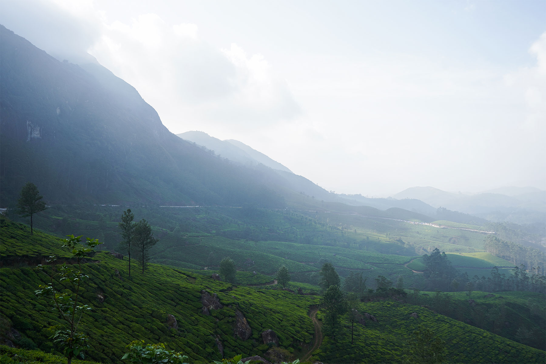 Munnar-tea-plantation-morning-view-munnar-kerala-india-firstman.earth
