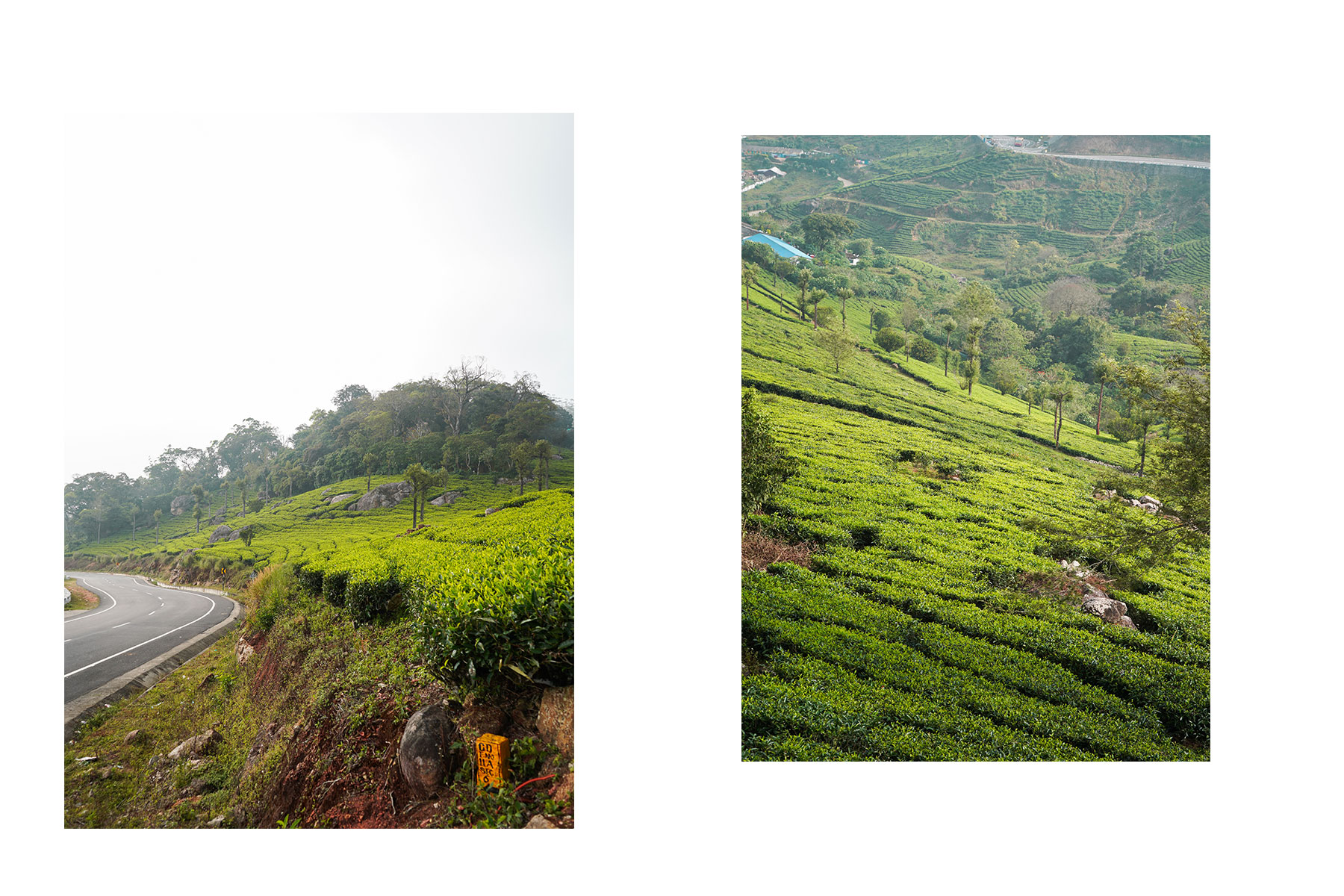 Munnar-tea-plantation-view-from-curve-munnar-kerala-india-firstman.earth