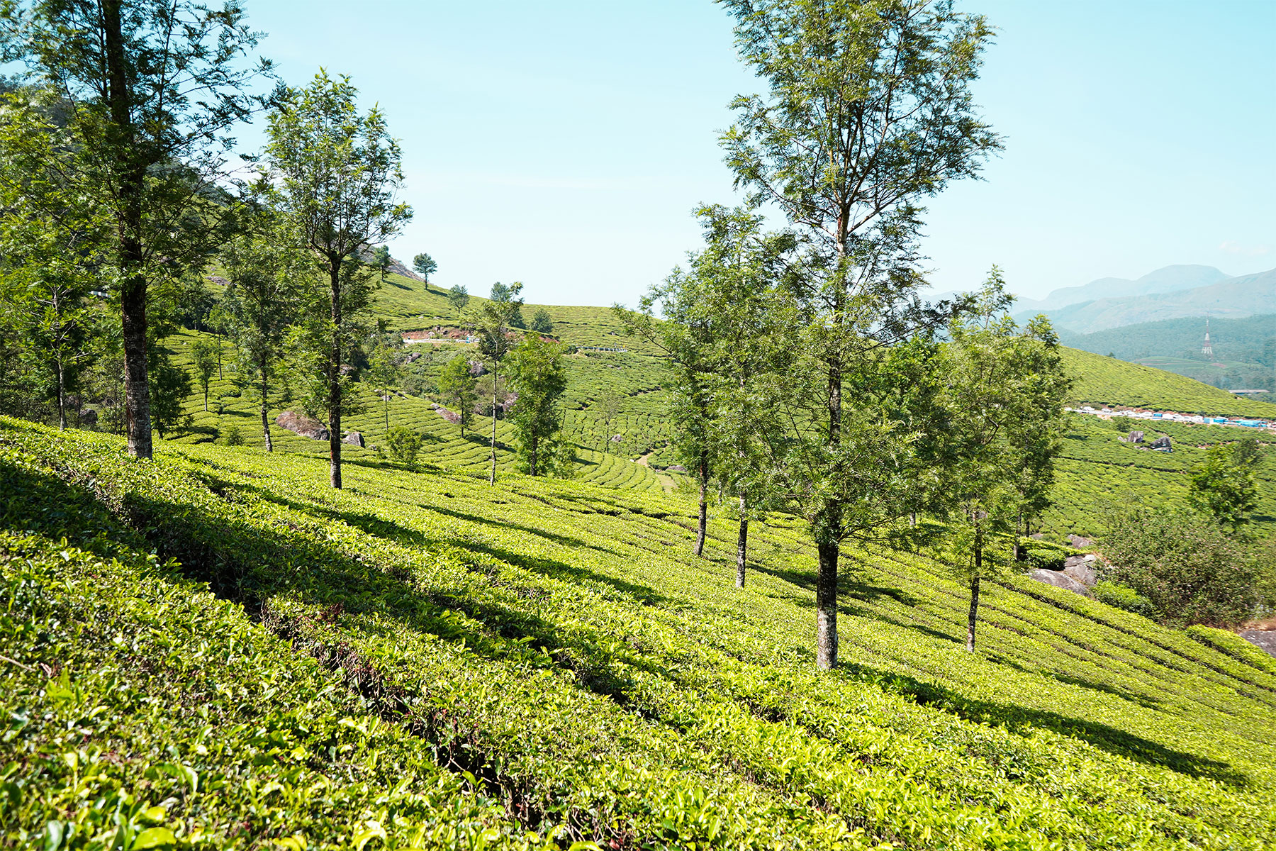 Munnar-tea-plantation-view-point-munnar-kerala-india-firstman.earth