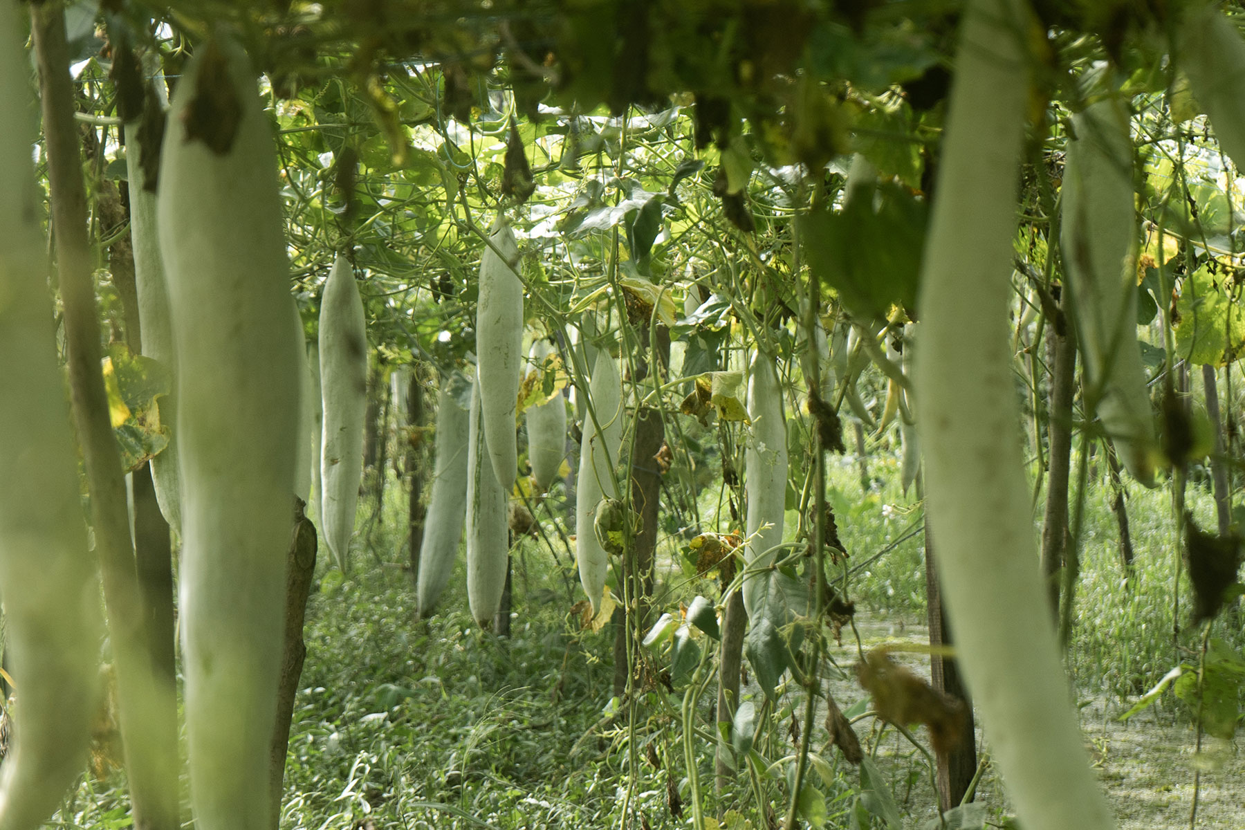 Snake gourd feild in nellayani lake-trivandrum,Kerala,India