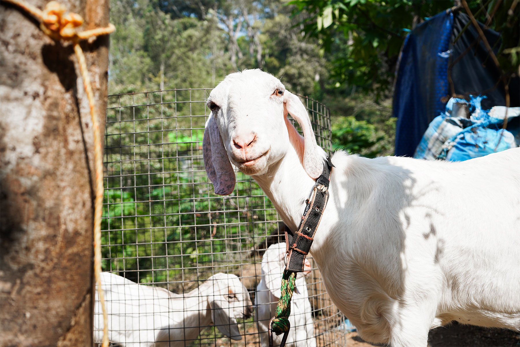 White-goat-munnar-Kerala-India-firstman.earth