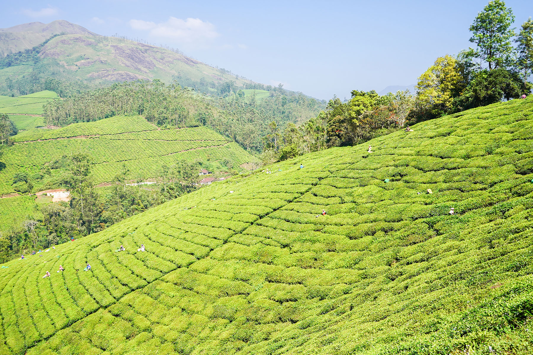 Workers-in-plantation-munnar-keral-india-firstman.earth