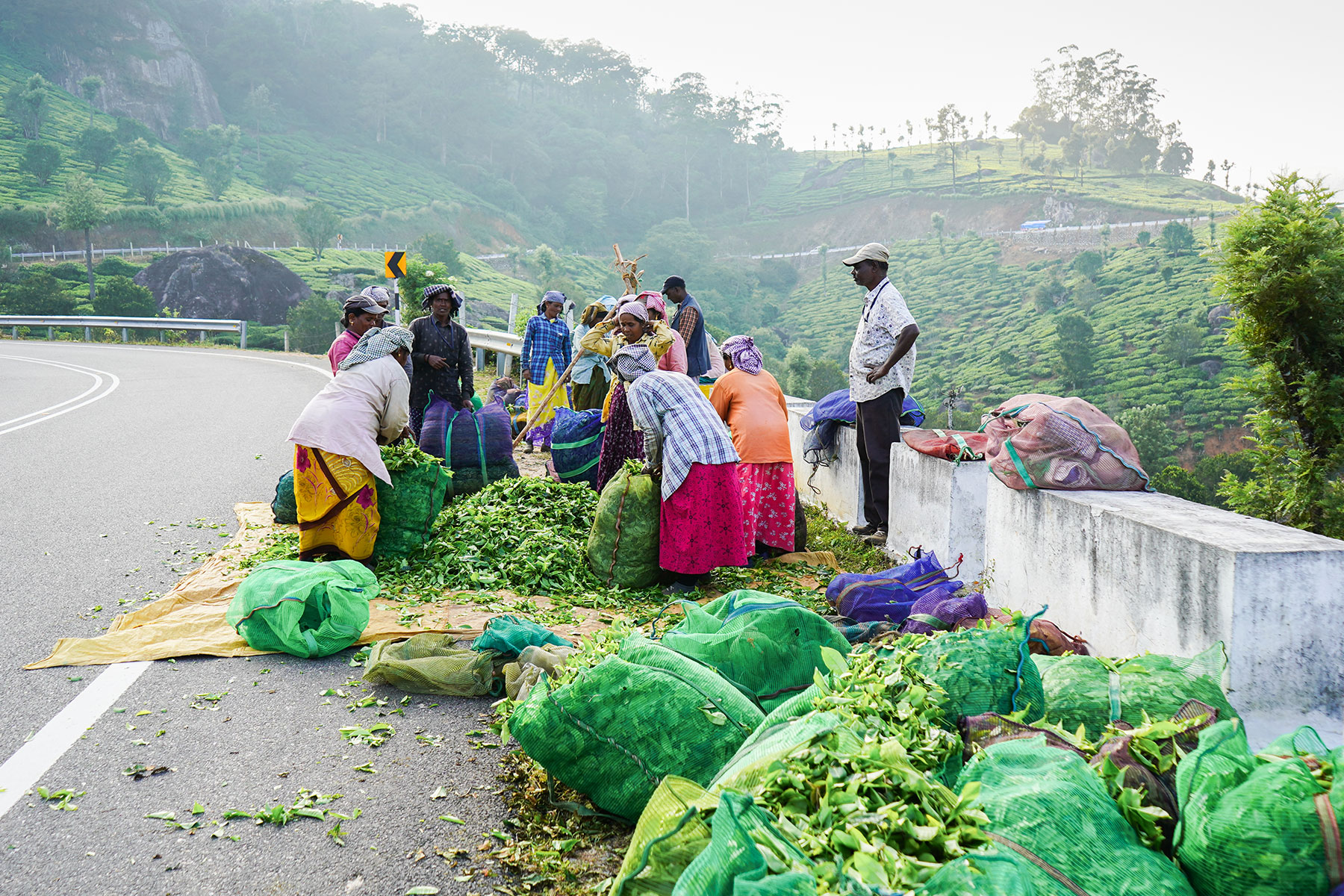 Workers-in-plantation-with-their-harvest-munnar-kerala-India-firstman.earth