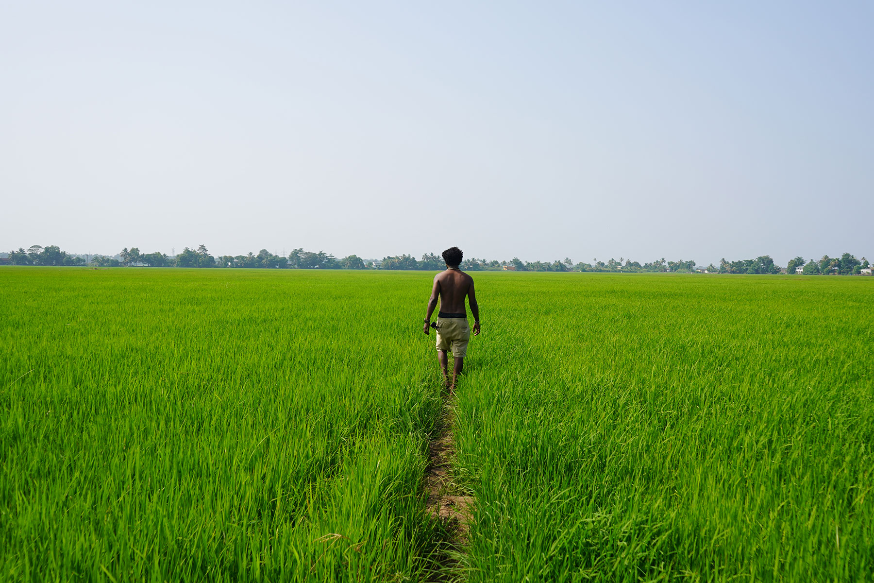 Paddy-feild-alappuzha-kerala-india-firstman