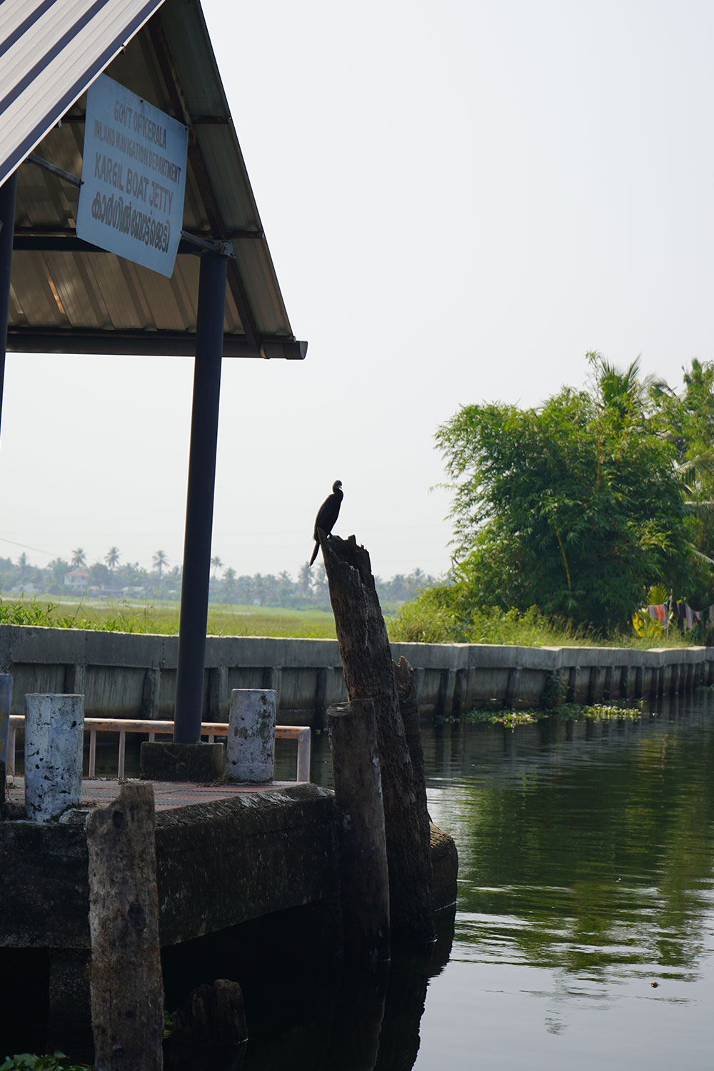 Water-bird-alappuzha-kerala-india-firstman