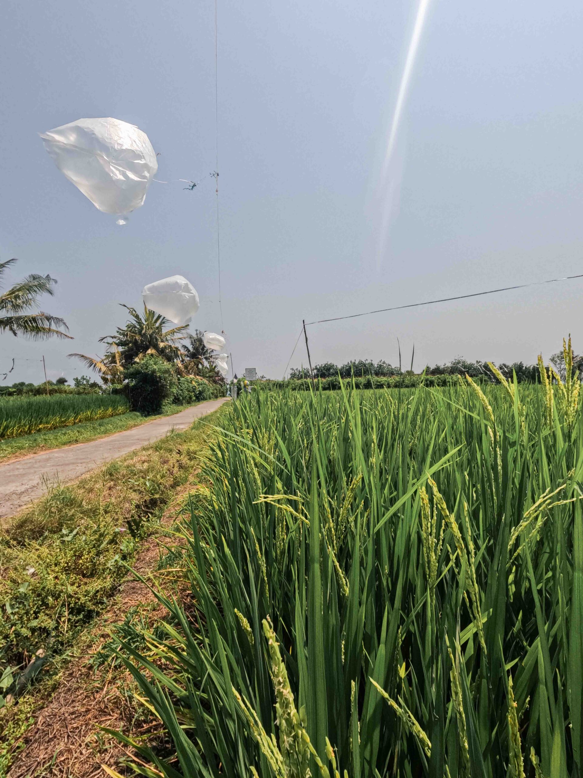 Medewi, bali, Indonesia, firstman.earth