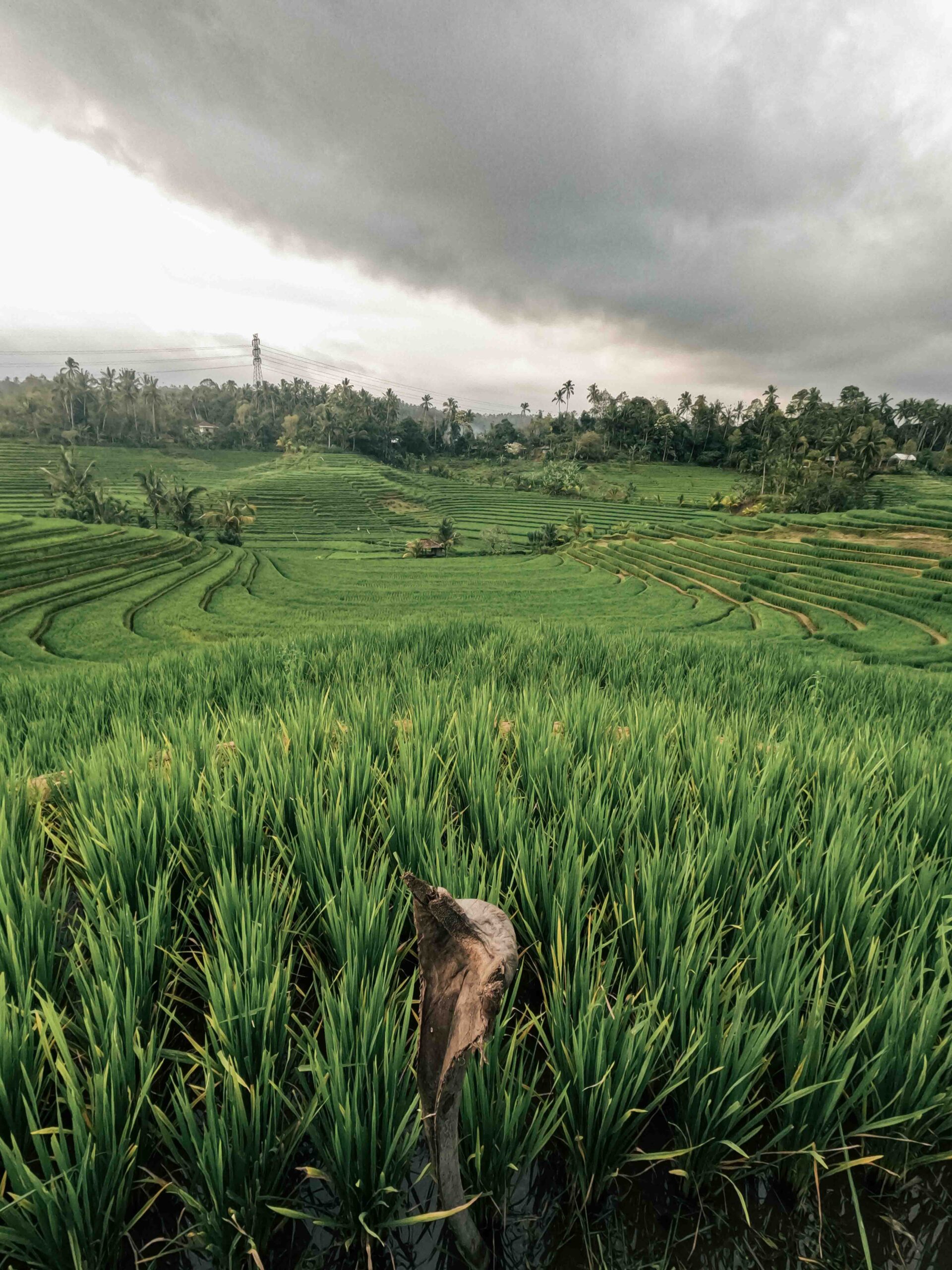 Ubud, bali, Indonesia, firstman.earth