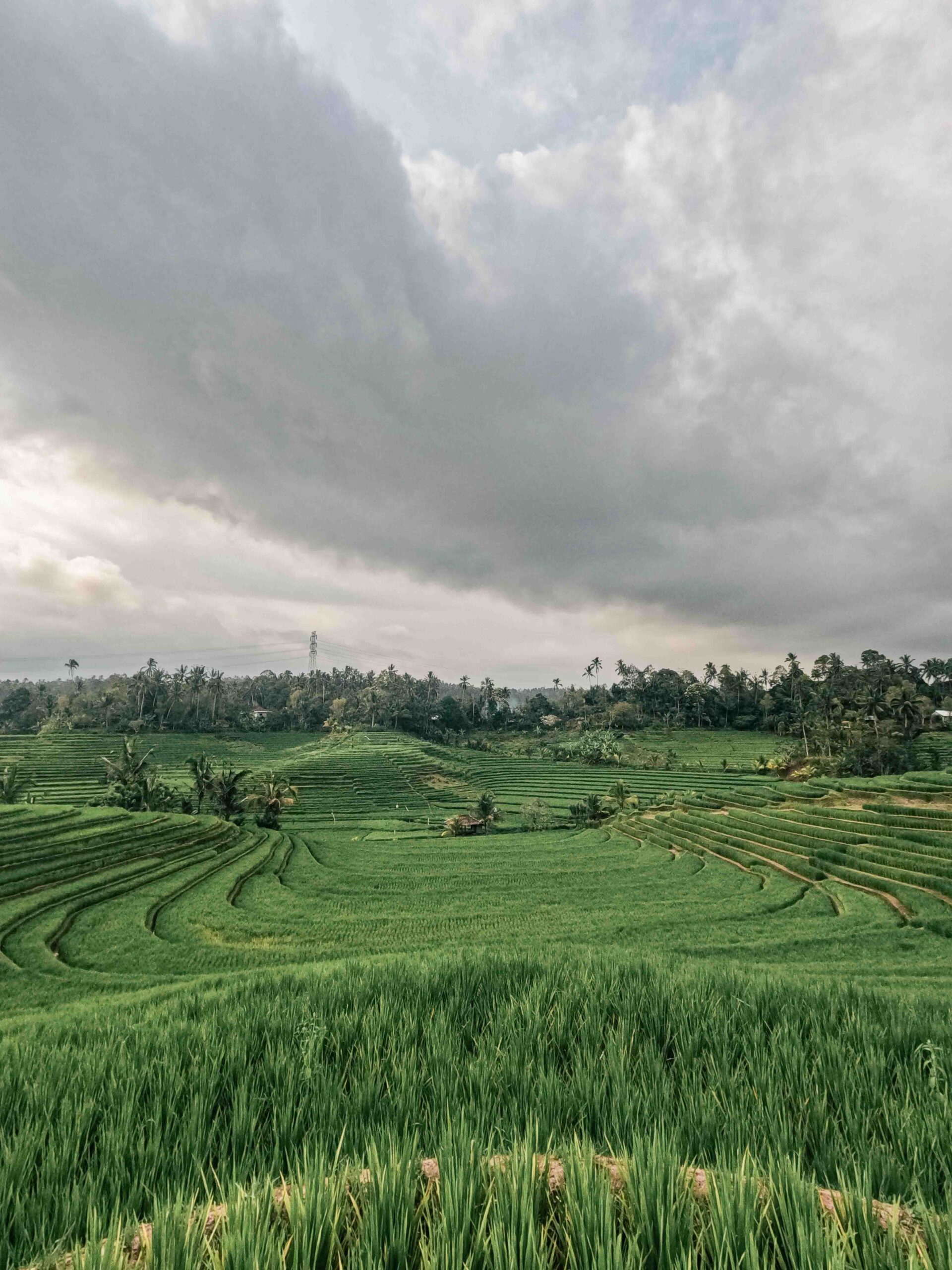 Ubud, bali, Indonesia, firstman.earth